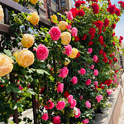 EverBloom Elegant Climbing Rose Flower Seeds - 9(BUY 1 GET 2 FREE)