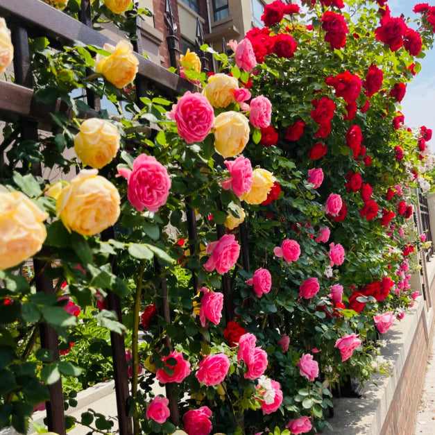 EverBloom Elegant Climbing Rose Flower Seeds - 9(BUY 1 GET 2 FREE)